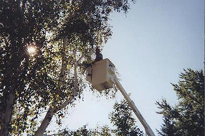 Man-cutting-damaged-tree