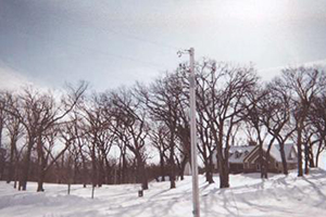 More_trees_with_snow