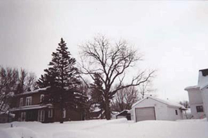 Trees_in_front_of_home